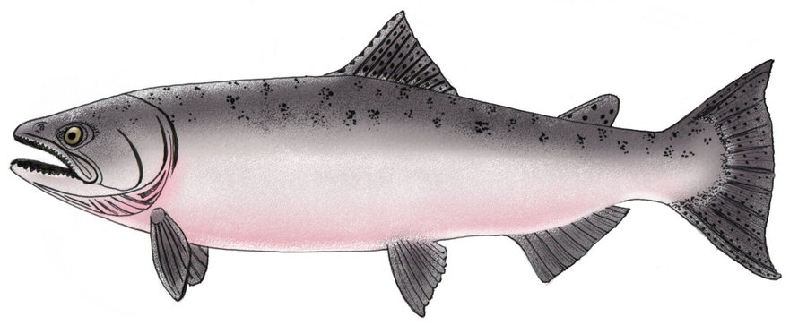 King Salmon Drawing At GetDrawings Free Download