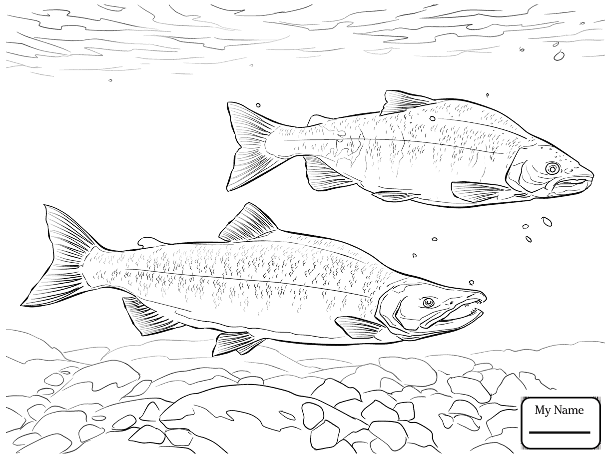 King Salmon Drawing At GetDrawings Free Download