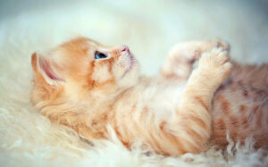 Kitten Lying On Its Back Photograph By Susan k