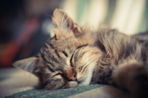 Kitten Sleeping Cat Small Wallpaper 2048x1365 174989 WallpaperUP