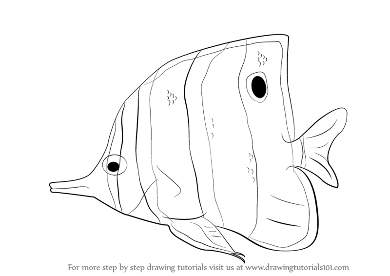 Learn How To Draw A Butterflyfish Fishes Step By Step Drawing Tutorials