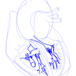 Learn How To Draw Heart With Veins Body Step By Step Drawing Tutorials