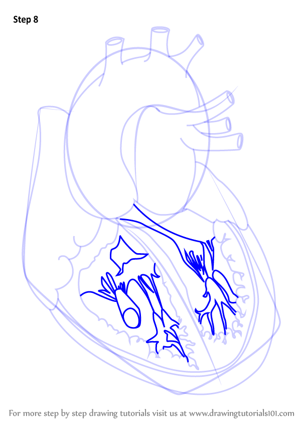 Learn How To Draw Heart With Veins Body Step By Step Drawing Tutorials