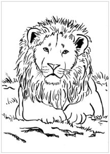 Lion To Print For Free Lion Kids Coloring Pages