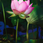 Lotus Flwoer Google Search Flowers Name In Hindi List Of Flowers