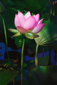 Lotus Flwoer Google Search Flowers Name In Hindi List Of Flowers