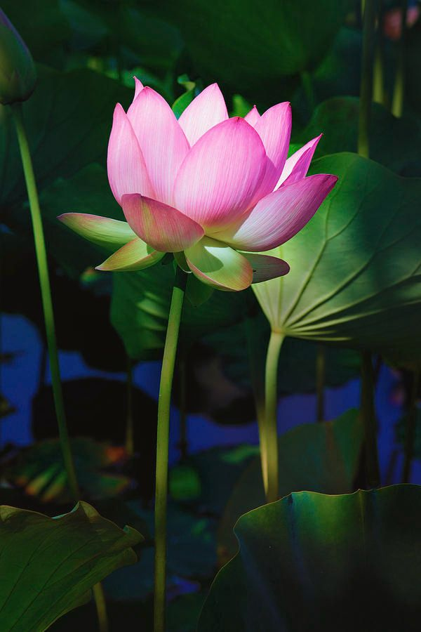 Lotus Flwoer Google Search Flowers Name In Hindi List Of Flowers 