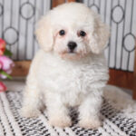 Marigold Beautiful Little Cream Female Toy Poodle Puppy Florida