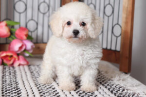 Marigold Beautiful Little Cream Female Toy Poodle Puppy Florida
