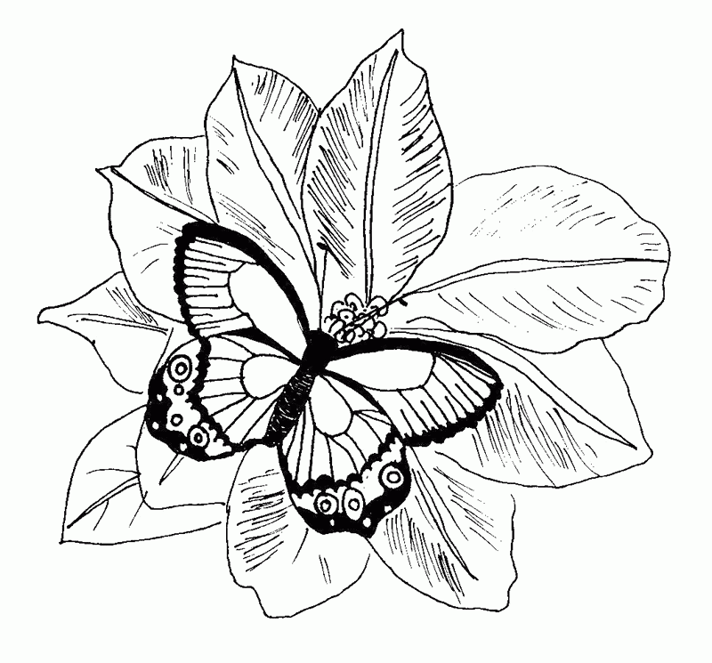 Monarch Butterfly Coloring Pages Batman Coloring Pages For Kids