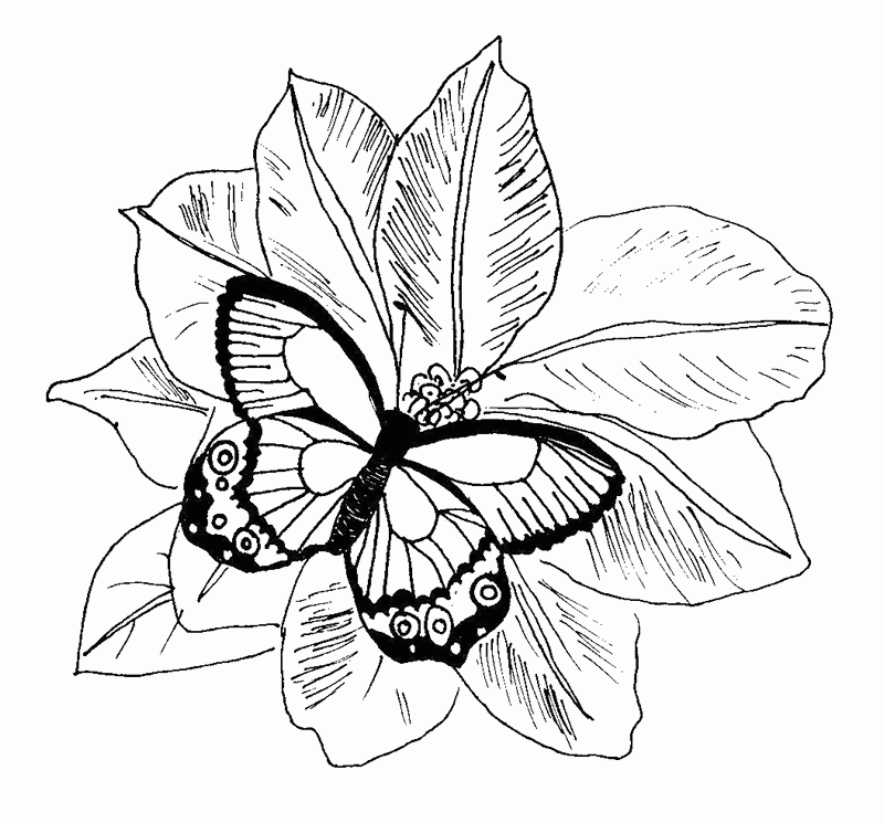 Printable Monarch Butterfly Pictures To Color