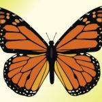 Monarch Butterfly Download Free Vector Art Stock Graphics Images