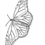 Monarch Butterfly Pictures To Print Coloring Home