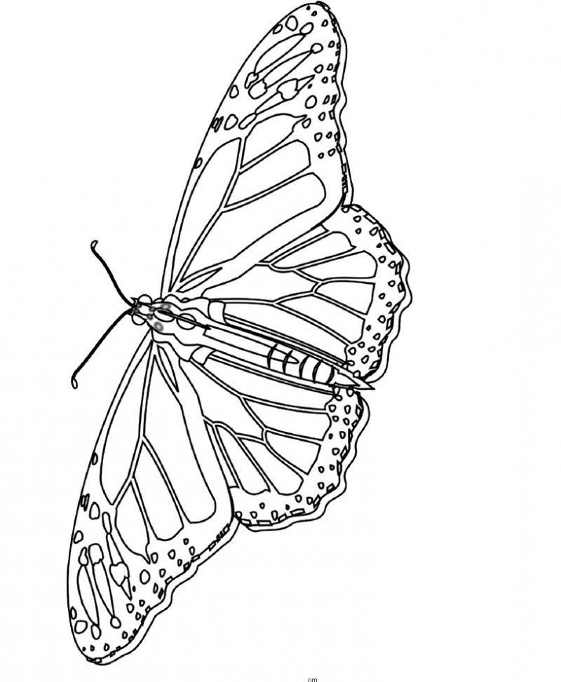 Printable Picture Of Monarch Butterfly