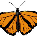 Monarch Butterfly PNG Transparent Images PNG All