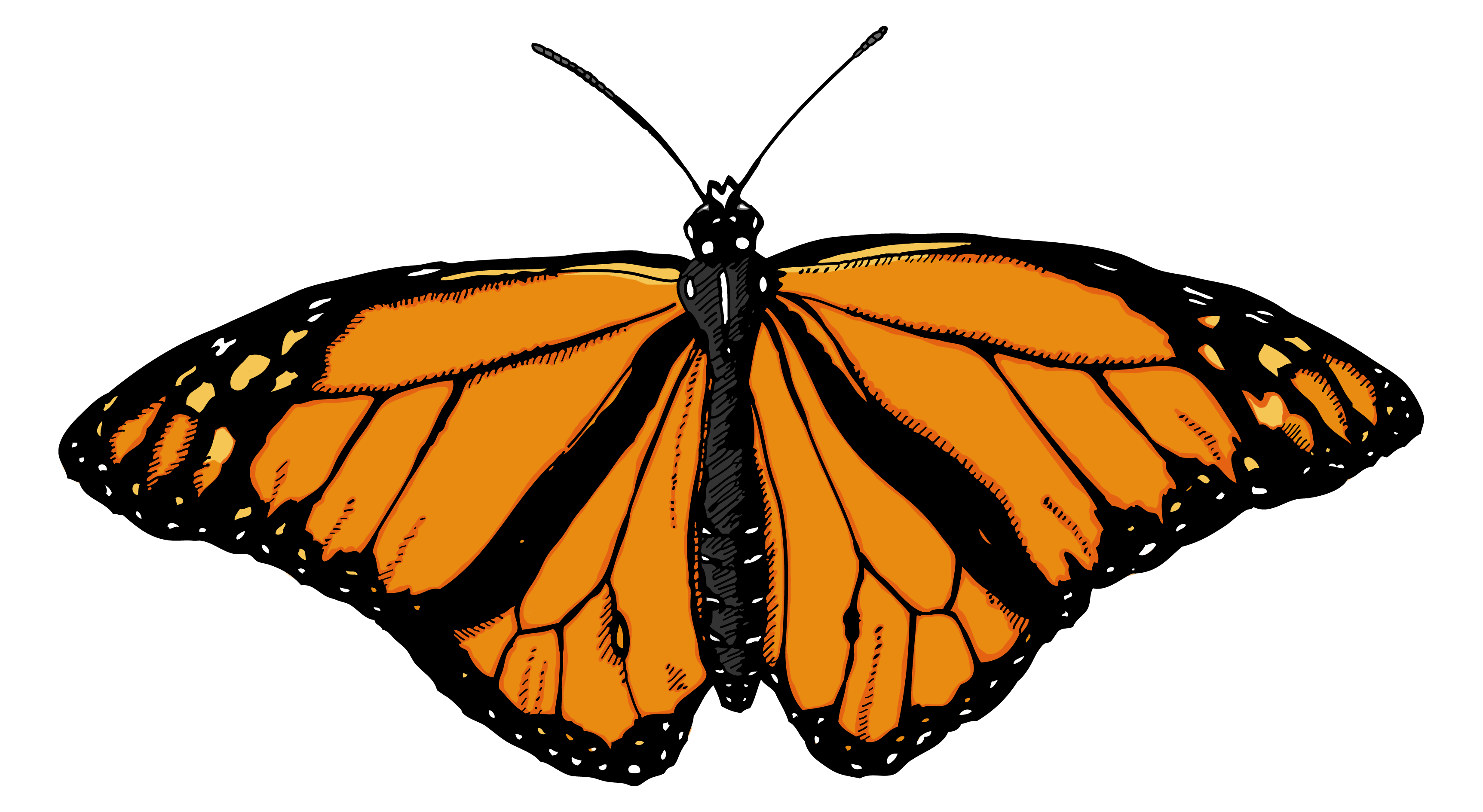 Monarch Butterfly PNG Transparent Images PNG All