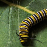 Monarch Caterpillar Stages With Pictures Facts 5 Larval Stage Instars