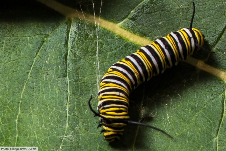 Monarch Caterpillar Stages With Pictures Facts 5 Larval Stage Instars