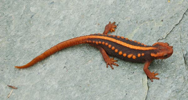 Newt Information And Gallery