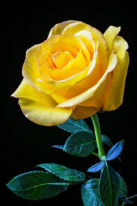 Pin By ANMOL On 2 FLOWERS In 2020 Yellow Rose Flower Beautiful