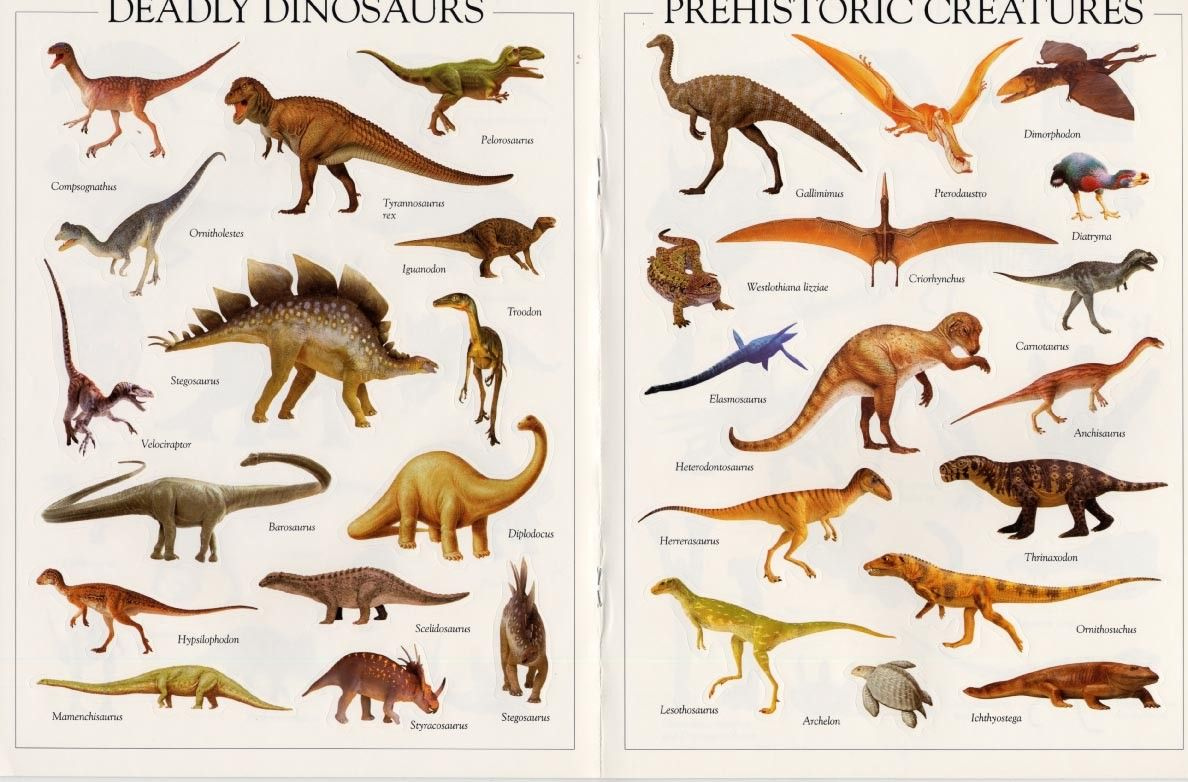 Pin By Bex On Drawing And Perspective Anatomy Dinosaur Dinosaur 