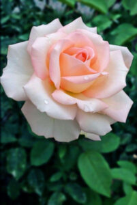 Pin By Nongnuch Laonit On 1 A File General Beautiful Rose Flowers