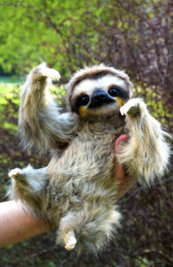 Pin By Tescobar On Quality Pins Baby Animals Pictures Cute Wild