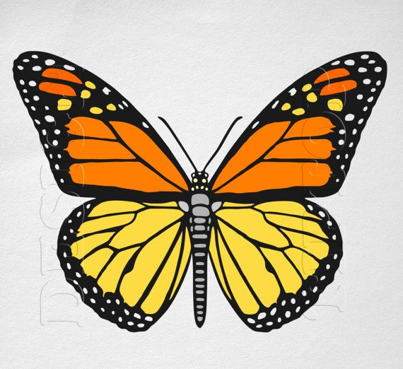 Printable Picture Of A Monarch Butterfly