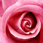 Pink Rose Pictures Download Free PixelsTalk Net
