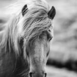 Portrait Of Icelandic Horse In Black And White Photography Print Wall
