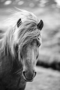 Portrait Of Icelandic Horse In Black And White Photography Print Wall
