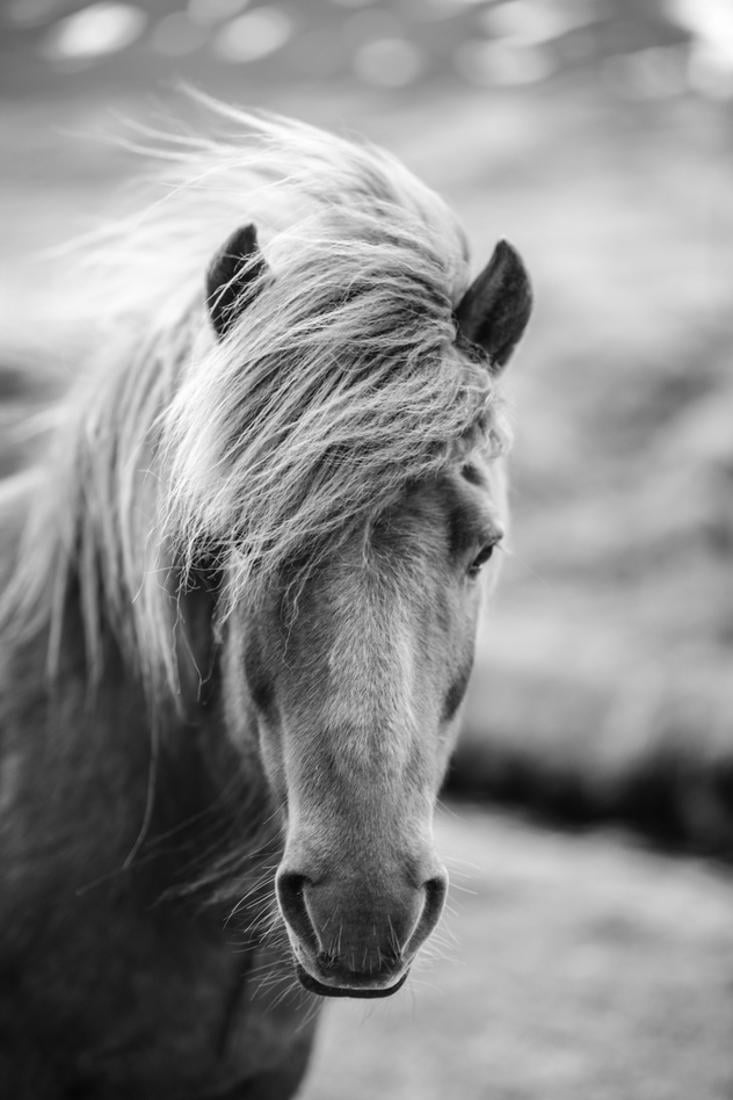 Portrait Of Icelandic Horse In Black And White Photography Print Wall 