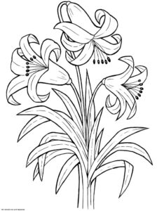 Printable Lily Flower Coloring Pages K5 Worksheets Printable Flower