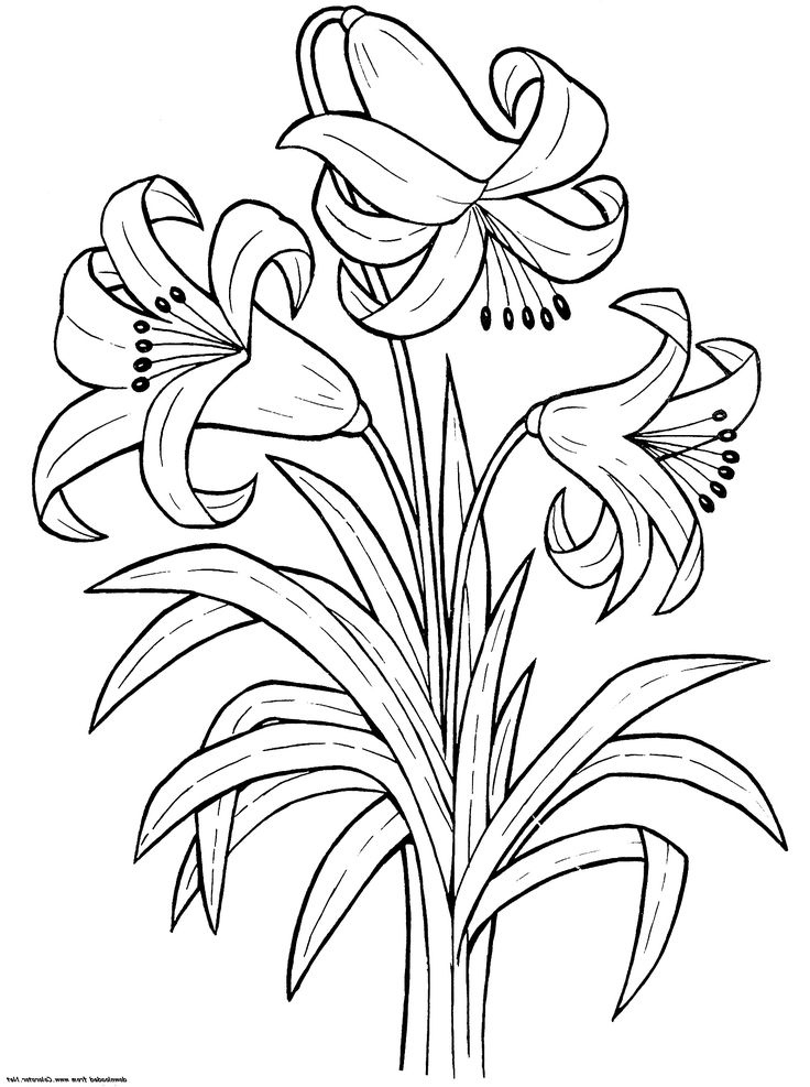 Printable Lily Flower Coloring Pages K5 Worksheets Printable Flower 