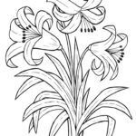 Printable Lily Flower Coloring Pages K5 Worksheets Printable Flower