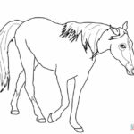 Quarter Horse Coloring Pages At GetColorings Free Printable