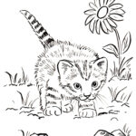 Real Cat Coloring Pages At GetColorings Free Printable Colorings