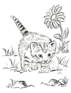 Real Cat Coloring Pages At GetColorings Free Printable Colorings