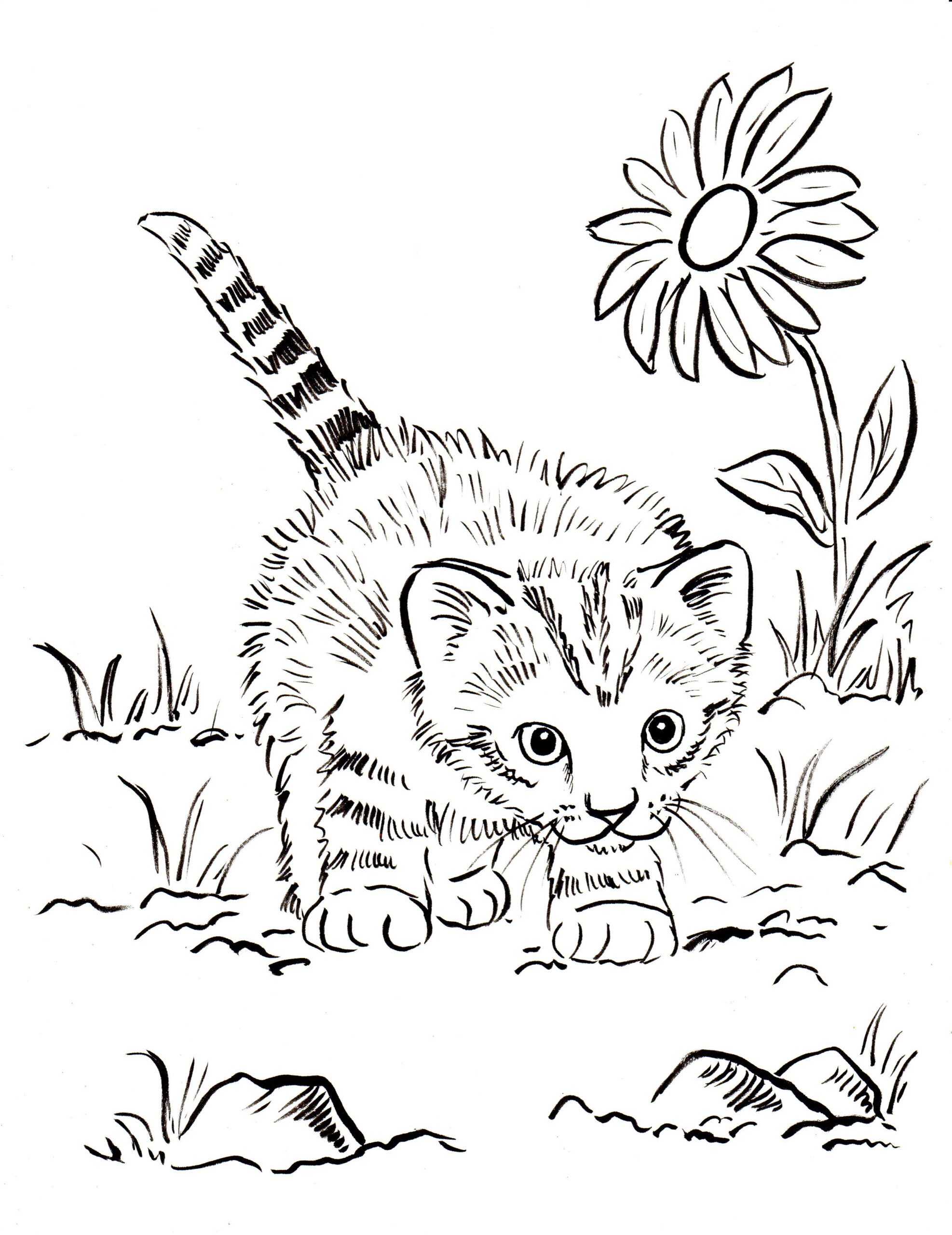 Real Cat Coloring Pages At GetColorings Free Printable Colorings 