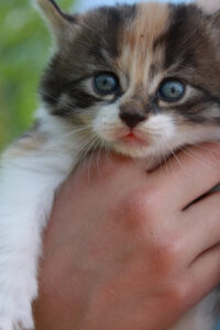 Real Life FREE Kittens