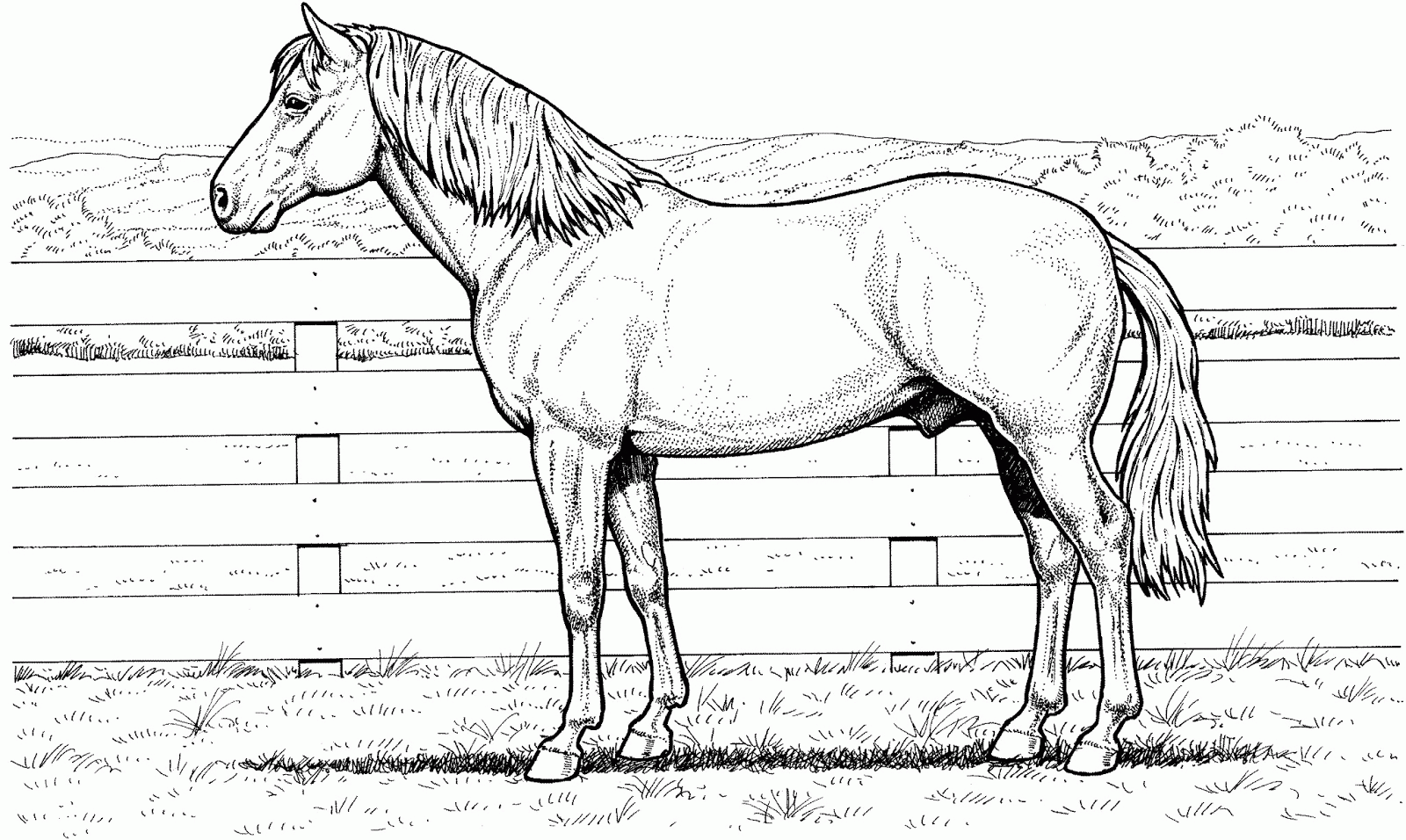 Realistic Coloring Pages Of Horses Realistic Coloring Pages
