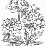 Realistic Flower Coloring Pages Divyajanani