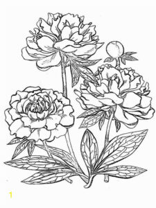 Realistic Flower Coloring Pages Divyajanani
