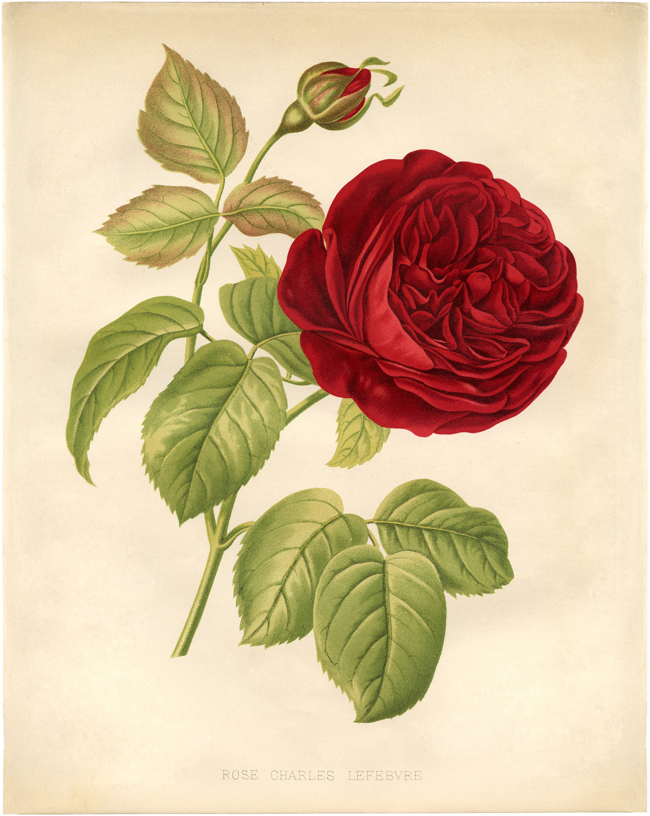 Free Printable Pictures Of Red Roses