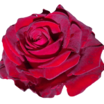Red Rose Flower PNG Image PurePNG Free Transparent CC0 PNG Image