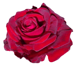 Red Rose Flower PNG Image PurePNG Free Transparent CC0 PNG Image