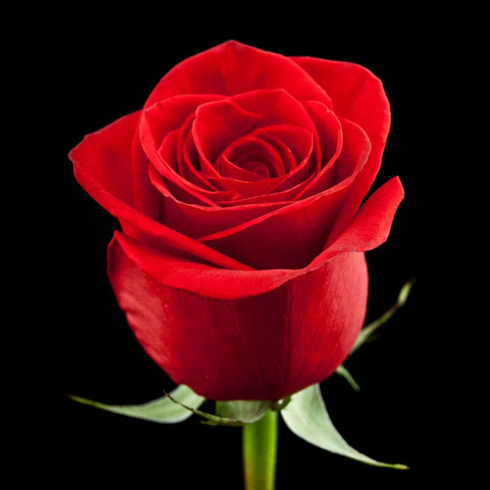 Red Rose National Flower Of Turkmenistan National Flowers By Country