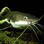 Redtail Catfish Wallpapers Wallpaper Cave