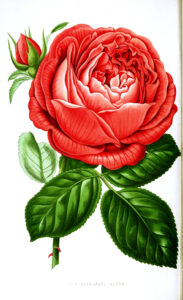 Remodelaholic 25 Free Printable Vintage Floral Images