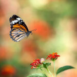 RidgelawnPlace Monarch Butterflies Photography Monarch Butterfly